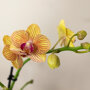 Oranje orchidee en succulent Crassula in sierpotten
